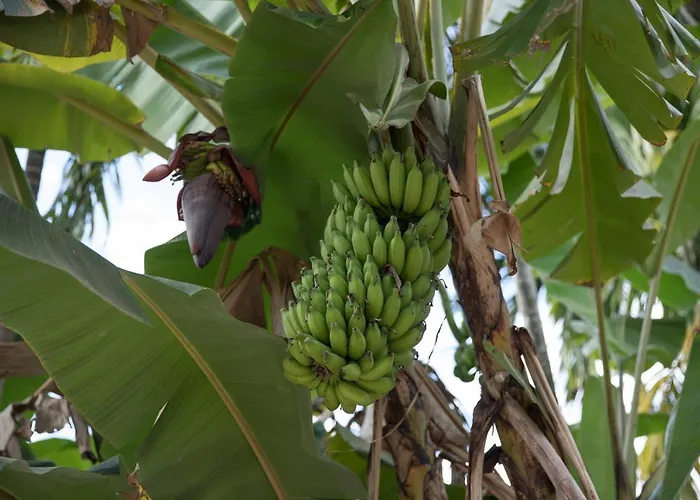 Kwatera prywatna Chansor 9 By Siem Reap Homesteading *