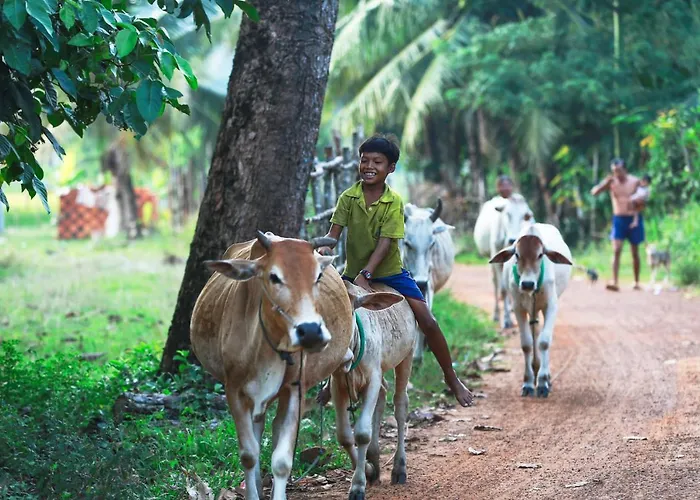 Chansor 9 By Siem Reap Homesteading * Phumi Trach Pok