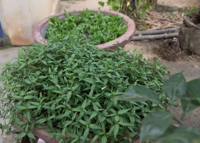 Kwatera prywatna Chansor 9 By Siem Reap Homesteading *