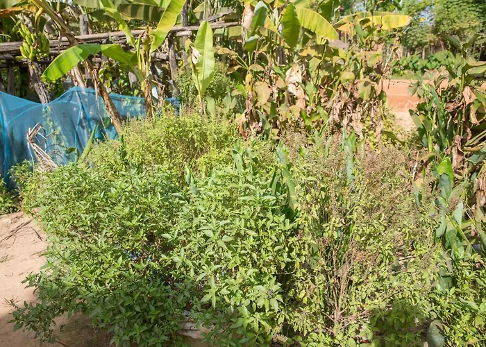 Chansor 9 By Siem Reap Homesteading * Phumi Trach Pok